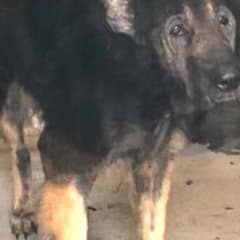 Senior Dog Abandoned for Age Finds Hope and Love Again