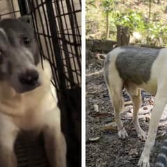 From a Rusty Cage to a Loving Home: The Heartfelt Rescue of Bruno