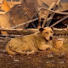 Couple Mourning Their Lost Home Rescues Injured Dog from the Ashes in California