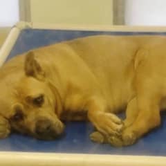 This Gentle Dog Has Never Known Life Beyond Her Kennel