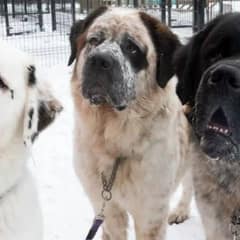 Homeless Saint Bernard Brothers Hold On to Each Other in a Cold Shelter