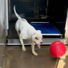 From Shelter Stress to Second Chances: Casper’s Heartbreaking Journey