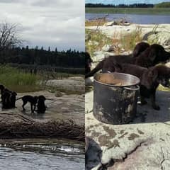 Seven Stranded Puppies Rescued From Remote Island in Manitoba