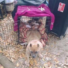 Abandoned Bulldog Waited Outside for an Owner Who Never Returned
