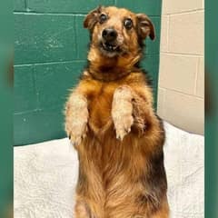 Senior Terrier Banjo Finds Love After Being Overlooked for Years