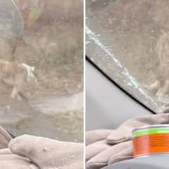 Rescuers Save Limping Dog From Freezing Streets of St. Louis Just in Time