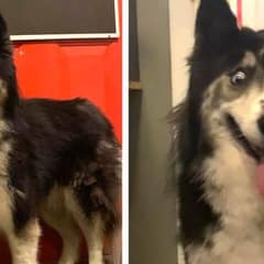The Husky No One Wanted Is Teaching the World What True Beauty Means