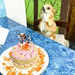 Family Surprises Their Dog With A Sweet Birthday Party