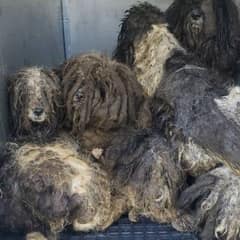 Rescuers Save Fifteen Frightened Dogs Abandoned in Forest Preserve