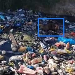 Flight Attendant Helps Rescue Dog Trapped in Cape Town Dump