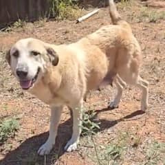 Texas Man Discovers Starving Dog Family While Looking for a Missing Husky