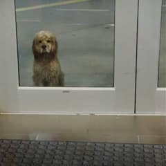 A Dog Waiting In The Rain Finds The One Person Who Would Never Leave