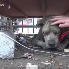 Rescuers Find Blind Dog Living Under Dumpster and Give Him a New Beginning