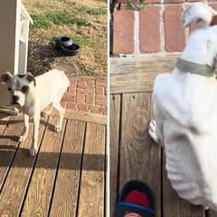 Heartbroken Puppy Shows Up on a Family’s Doorstep and Finds a Forever Home