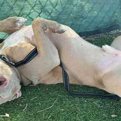 Pit Bull Overlooked for Years Finally Gets Adopted After 802 Days in Shelter