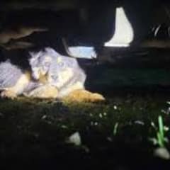 Rescuer Finds Scared Dog Hiding Under Her Car and Changes Her Life Forever