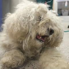 Senior Dog Shock Finally Finds Love After A Lifetime Of Neglect