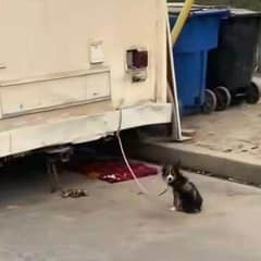Rescuers Save Abandoned Pup Tied to a Trailer and Change His Life Forever