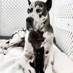The Gentle Great Dane Who Found Her Purpose in Caring for Kittens