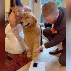 How Wally The Golden Retriever Made His Parents’ Wedding Day Unforgettable