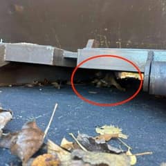 Rescuers Save Frightened Puppy Found Hiding Under Dumpster