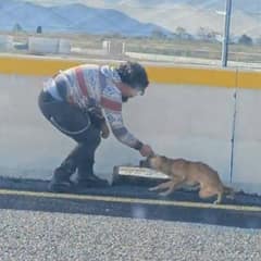 Stray Dog Found Alone on Busy Highway Finds Safety and Love in Her Rescuers’ Arms