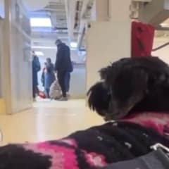 Poppy the Senior Dog Finally Finds the Home She Always Deserved
