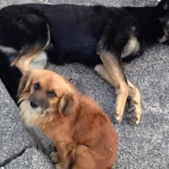 A Stray Dog’s Loyalty Saved His Injured Friend and Her Puppies