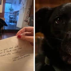 Adventurous Dog’s Wild Rooftop Escape Ends With a Happy Wag and a Lesson Learned