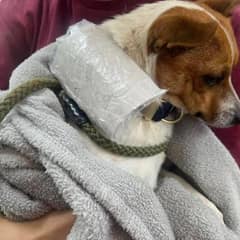 Lost Dog Found with a Heartbreaking Note Finds Hope and Love Again