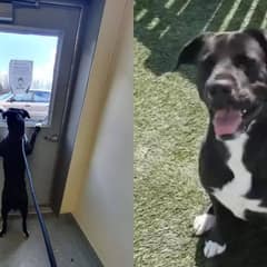 How Baby the Pit Bull Found Love After Life on the Streets