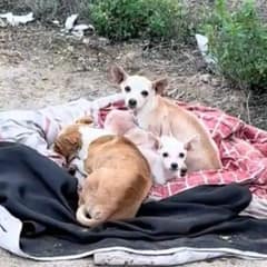 Tiny Chihuahua Family Rescued from Roadside Finds Hope and Love