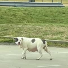 Pregnant Pit Bull Rescued After Wandering Alone in Tennessee