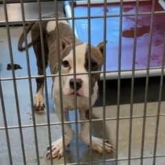 Abandoned Dog With Unique Paws Finds Love and Hope