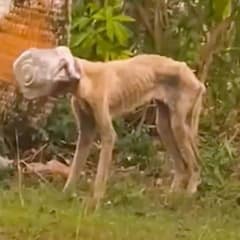 The Heartwarming Story of Winnie’s Incredible Rescue and Healing