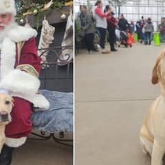 Playful Labrador Wanders Into Holiday Party and Steals Hearts of Everyone There