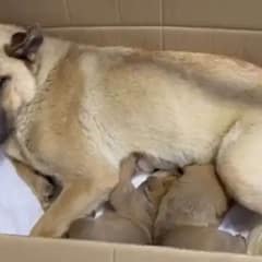A Mother Dog’s Brave Journey to Save Her Puppies Touches Hearts Around the World