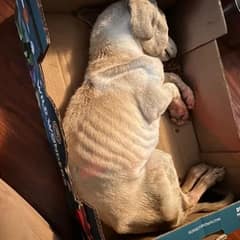 Tiny Puppy Found Frozen in a Box Gets a Second Chance at Life