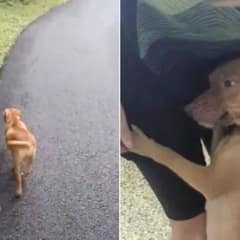 The Remarkable Rescue of Goji and Her Seven Puppies Found Hidden in the Forest