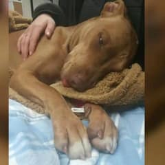 Abused Puppy Left On Sidewalk Finds Love And Healing With Her New Family