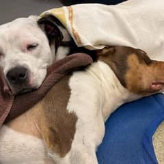 The Heartwarming Story of Two Dogs Who Could Not Be Separate