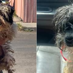 Tiny Dog Rescued from Streets Finds New Life