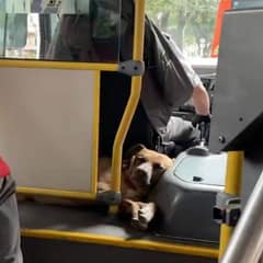 A Bus Driver’s Loyal Dog Turns an Ordinary Ride into Something Beautiful
