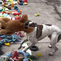 Shelter Dogs Celebrate Early Christmas with Toys and Joy