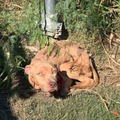 Tiny Puppy Left Tied and Alone Finds Hope in a Stranger’s Kindness