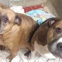 Mother and Son Pit Bulls Spend Years Hoping for Forever