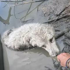 A Lonely Pup Found Sinking in Mud Finds Hope in a Passing Stranger