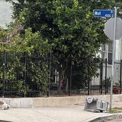Abandoned Dog Waits Months for His Family Until Rescue Arrives