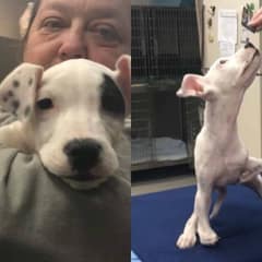 Smallest Puppy In Her Litter Finds Love After Being Born With An Extra Paw
