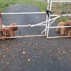 Four Terrified Puppies Wait Alone Until One Stranger Stops to Help